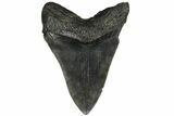 Fossil Megalodon Tooth - South Carolina #186764-1